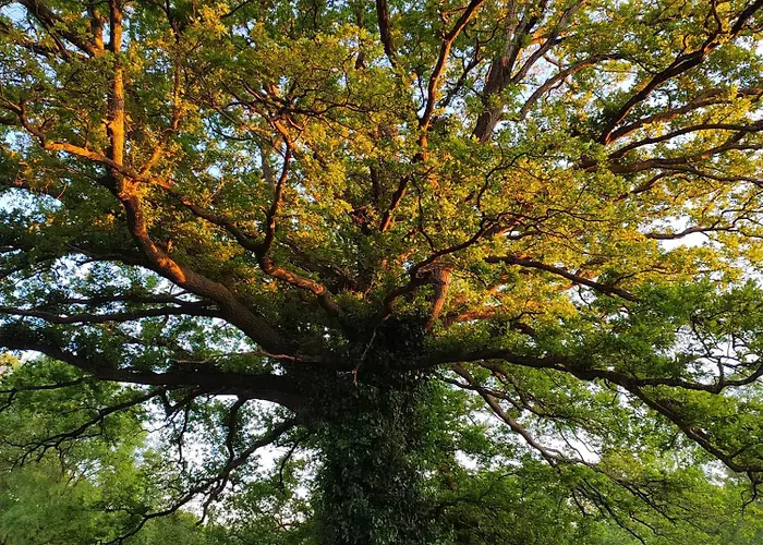 Lejlighed De La Janiere